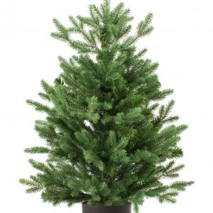 6/7 ft Real and Live Christmas Tree in a Pot , Nordmann Fir | 150-200 cm