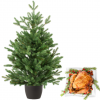 Real and Live Christmas Tree 2/3 ft with Whole British Turkey Hamper Gift Box