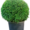 Taxus Baccata Ball in Pot | Yew Potted Hedging